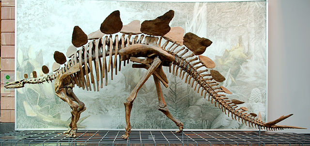 Darstellung: Stegosaurus